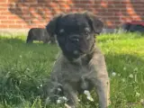 Fluffy fransk bulldog med stamtavle - 4