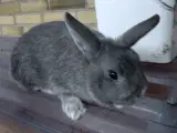 Kaniner