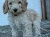 Cockapoo/cockerpoo/doodle - 2