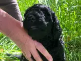 Goldendoodle hvalpe  - 5