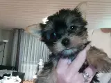 Den sidste Ægte Yorkshire Terrier - 3