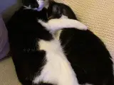 2 katte søger nyt hjem - 5