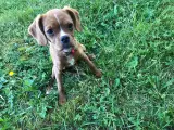  Cavalier/ franskbulldog. På 51261181.  - 4