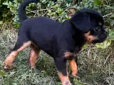 Hundehvalp, Petit Griffon - 5