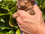 De lækreste Maltipoo hvalpe - 5