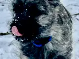 Cairn/westie- bommuld