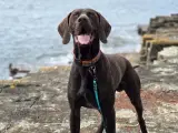 Sød og aktiv korthåret hønsehund - 2