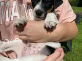Hundehvalpe - 2