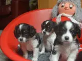 Cavalier / Dansk Svensk blanding med 2 års garanti - 4