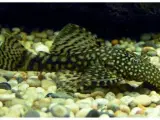 Ancistrus