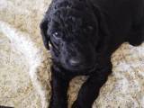 Labradoodle hvalpe sælges