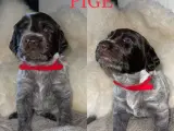 Hundehvalpe  - 5