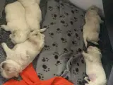 Shih tzu hvalpe - 3