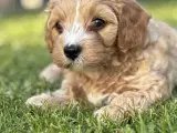 Cavamaltipoo hvalpe - 1 pige tilbage/RESERVERET - 3