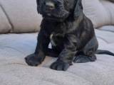 Hvalpe Engelsk Cocker spaniel/ Cocker spaniel FT