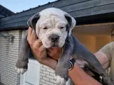 Old english bulldog  - 5