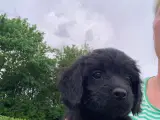 Cavapoo hvalpe 