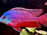 Red Empress utrolig smukke malawi chiklider !