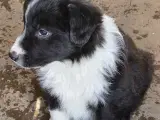 Border Collie hvalpe. Stueopdræt - 2