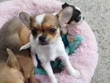 Chihuahua tæve hvalp 