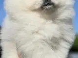Sød hvid  Pomeranian hvalp søger kærlig hjem :) - 3