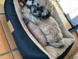 Hundehvalp salgsklar Lhasapoo tæve