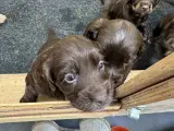 FT Cockerspaniel hvalpe. - 2