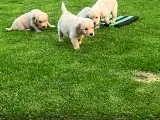 Ægte Golden Retriever