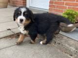 Berner Sennen hvalpe - 5