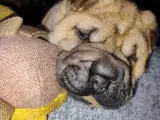 Shar Pei hvalpe DKK Stamtavle  - 4