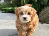Smuk Rød Bichon Havanais tilbydes avl. - 5