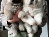 Chow Chow hvalpe
