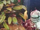 Akvarie  fisk