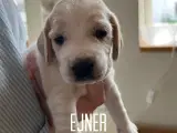 Cocker spaniel hvalpe - 2