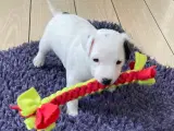 Jack Russell hvalp - 2