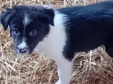 Border Collie Hvalpe - 3