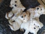 Malteser/Bichon havanais hvalpe 