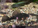 Sugemalle ancistrus