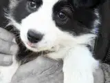 Border Collie hvalpe. Stueopdræt - 3
