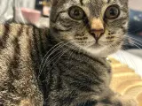 Katte med tilbehør 
