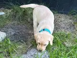 Labrador hvalpe - 3