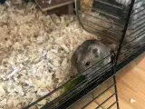 Hamster + hamsterbur 
