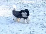 Shih tzu Han hvalp 