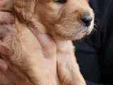 Golden retriever han hvalpe 2 tilbage  - 3