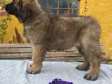 Leonberger tæve hvalp - 2