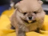 Pomeranian hvalpe , 4 søde drenge.  - 3