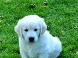 Golden retriever  - 2