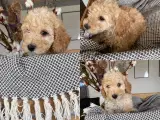 Cockapoo hvalpe søger nye hjem. 