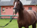 Dejlig vallak til salg 