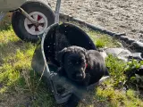 Super dejlig labrador hvalp - 2